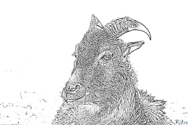 goat Coloring Pages To Print